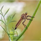 gemeine raubfliege (machimus atricapillus) ....