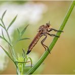 gemeine raubfliege (machimus atricapillus) ....