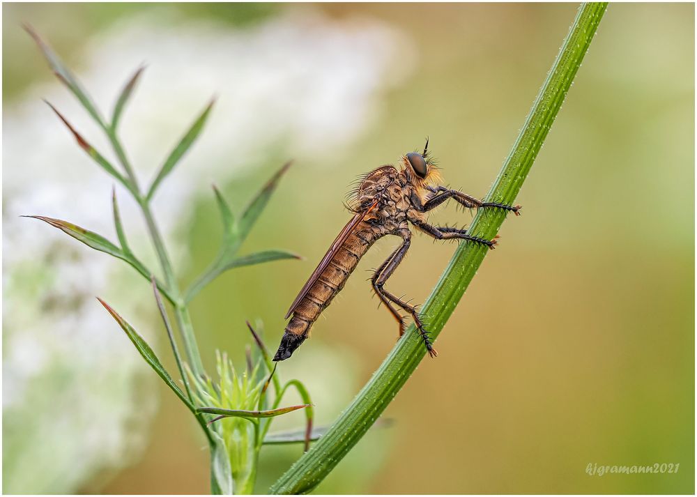 gemeine raubfliege (machimus atricapillus) ....