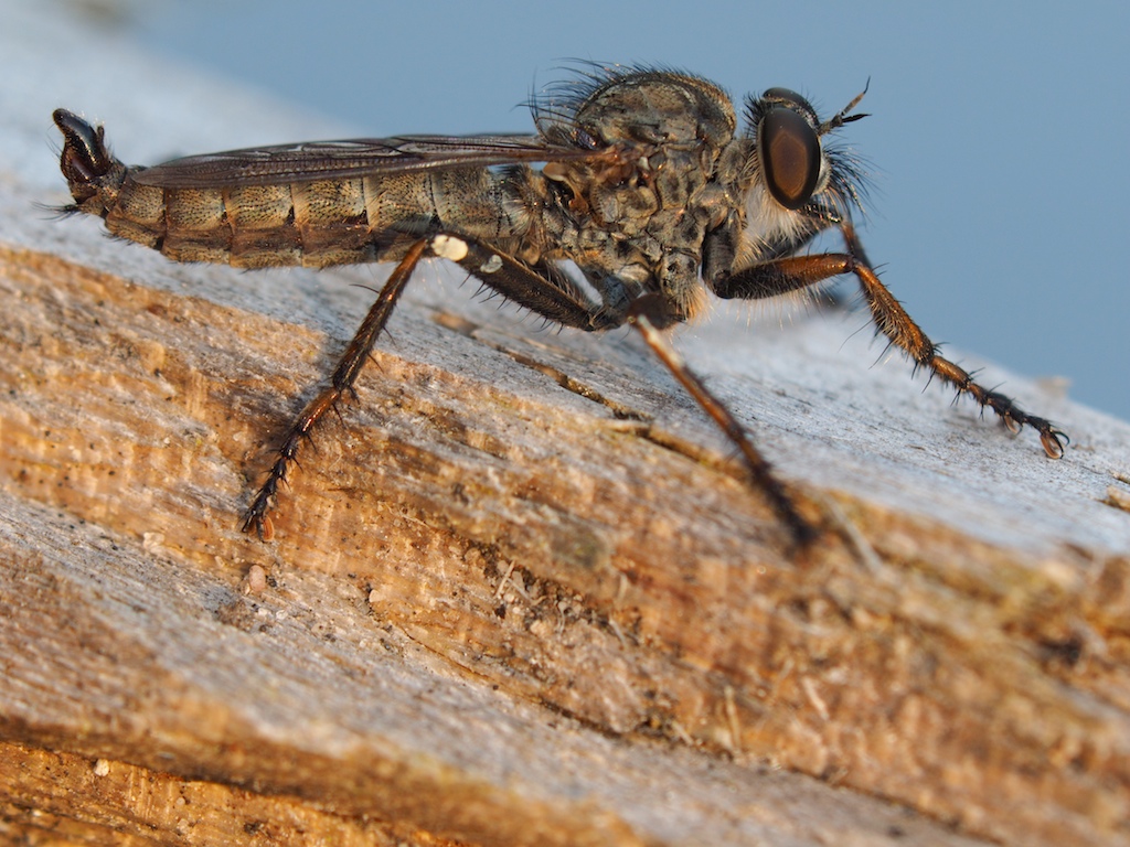 Gemeine Raubfliege (Tolmerus atricapillus) 1