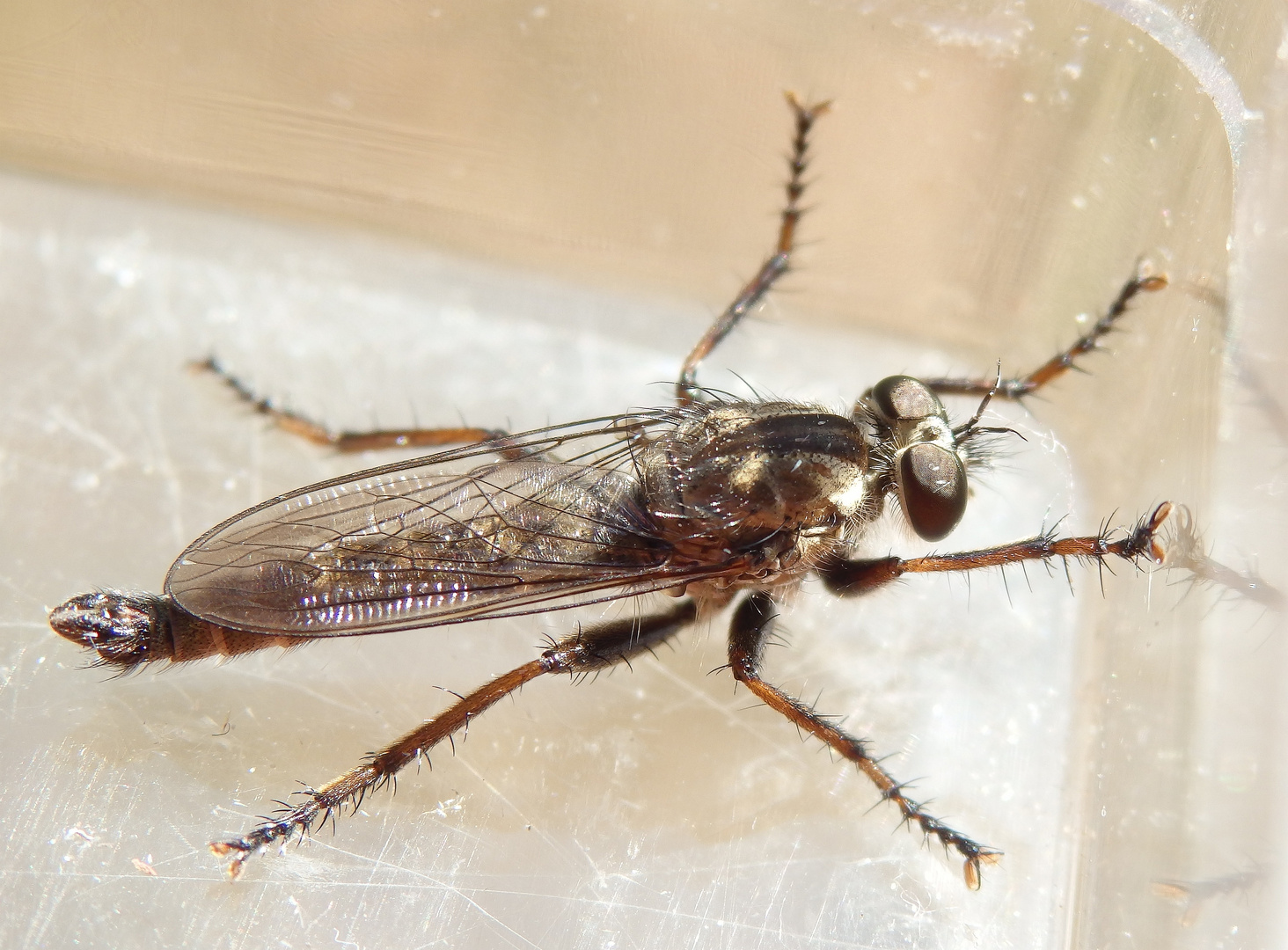 Gemeine Raubfliege (Tolmerus atricapillus) 