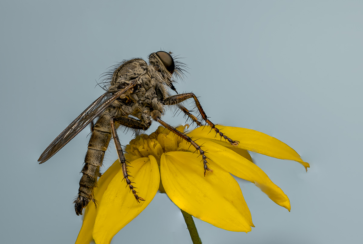 Gemeine Raubfliege (Tolmerus atricapillus)