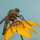 Gemeine Raubfliege (Tolmerus atricapillus)