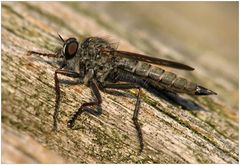 Gemeine Raubfliege (Tolmerus atricapillus)