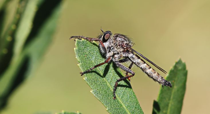 Gemeine Raubfliege (Tolmerus atricapillus)