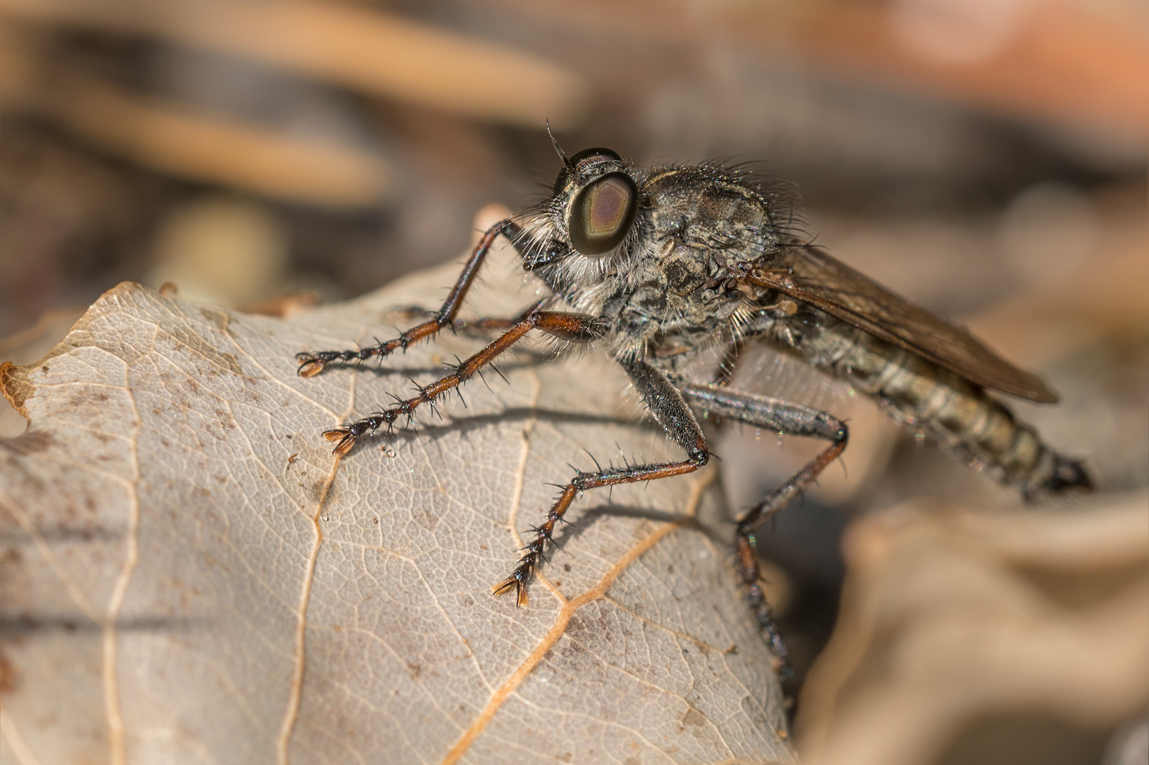 Gemeine Raubfliege (Tolmerus atricapillus)