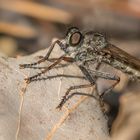 Gemeine Raubfliege (Tolmerus atricapillus)