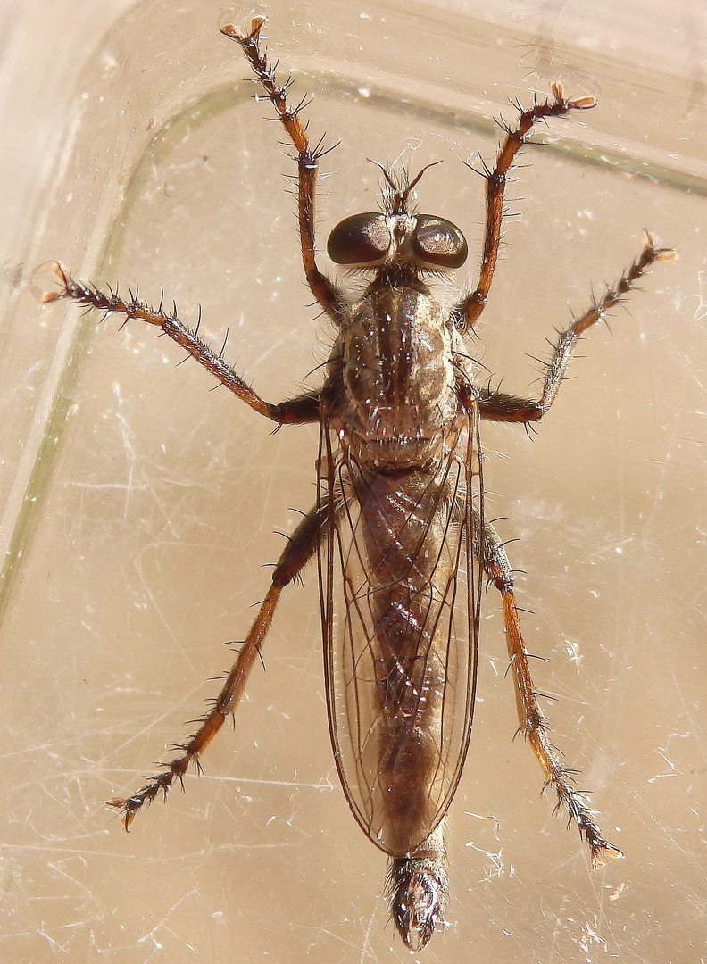 Gemeine Raubfliege (Tolmerus atricapillus)