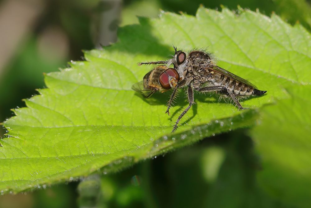 Gemeine Raubfliege (Tolmerus atricapillus)