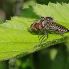 Gemeine Raubfliege (Tolmerus atricapillus)