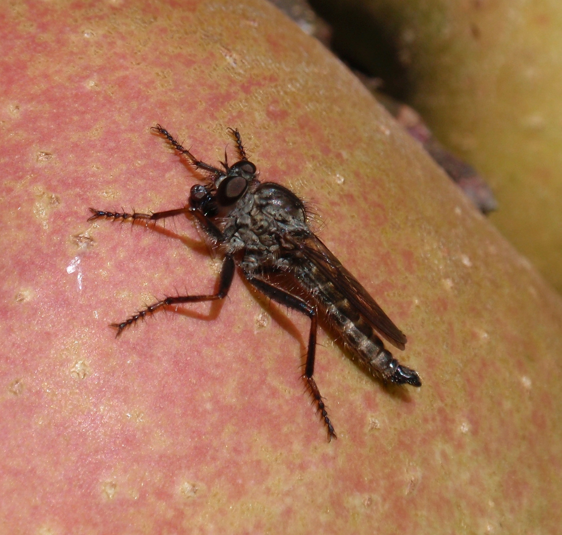 Gemeine Raubfliege (Tolmerus atricapillus) - Beim Fressen erwischt