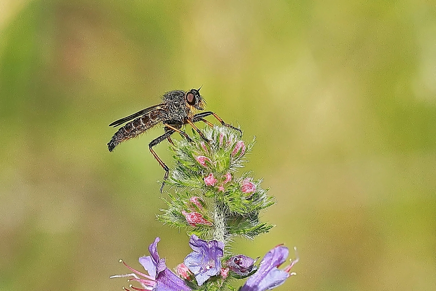 Gemeine Raubfliege (Tolmerus atricapillus)