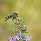 Gemeine Raubfliege (Tolmerus atricapillus)