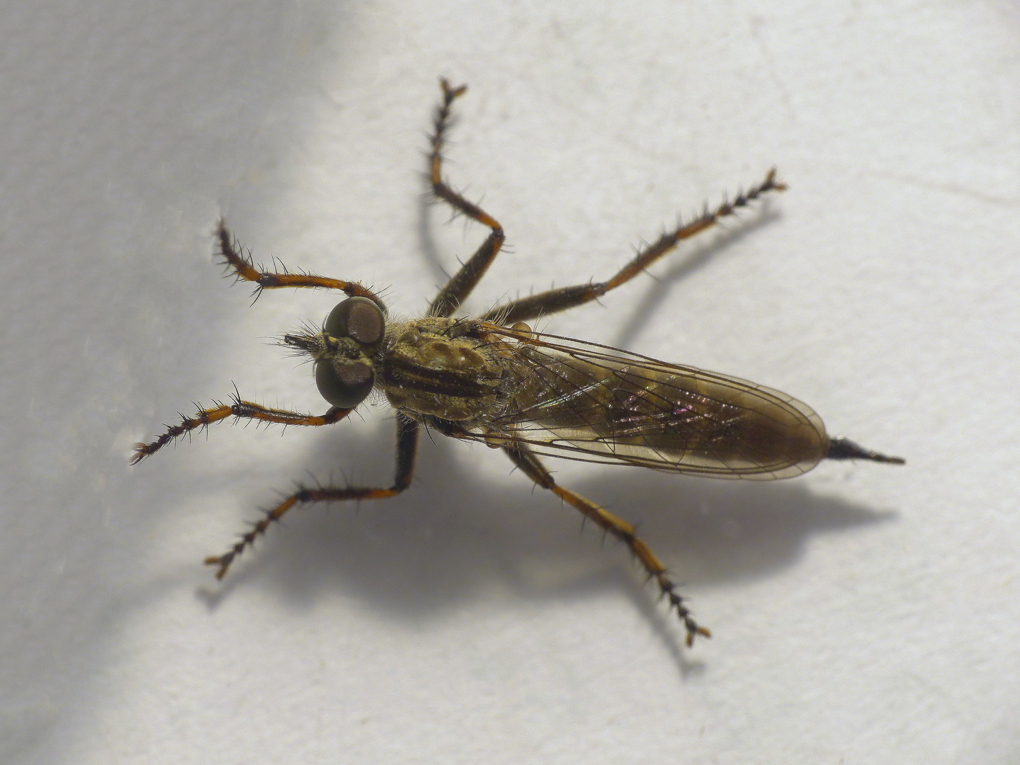 Gemeine Raubfliege (Tolmerus atricapillus) - Weibchen