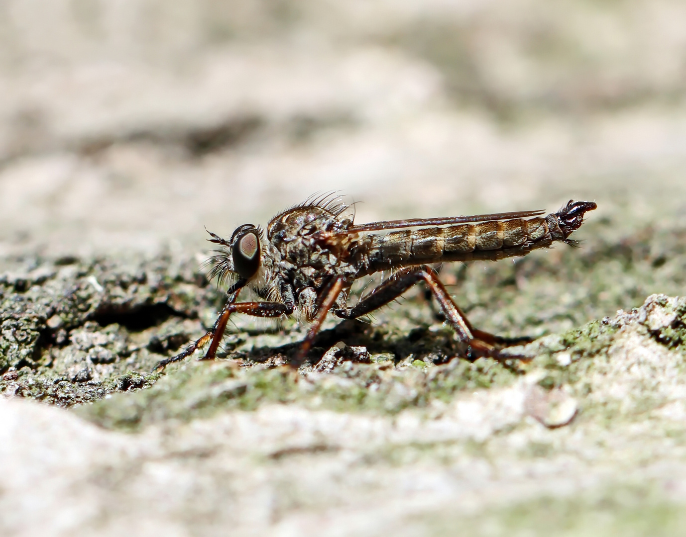 Gemeine Raubfliege,der Herr