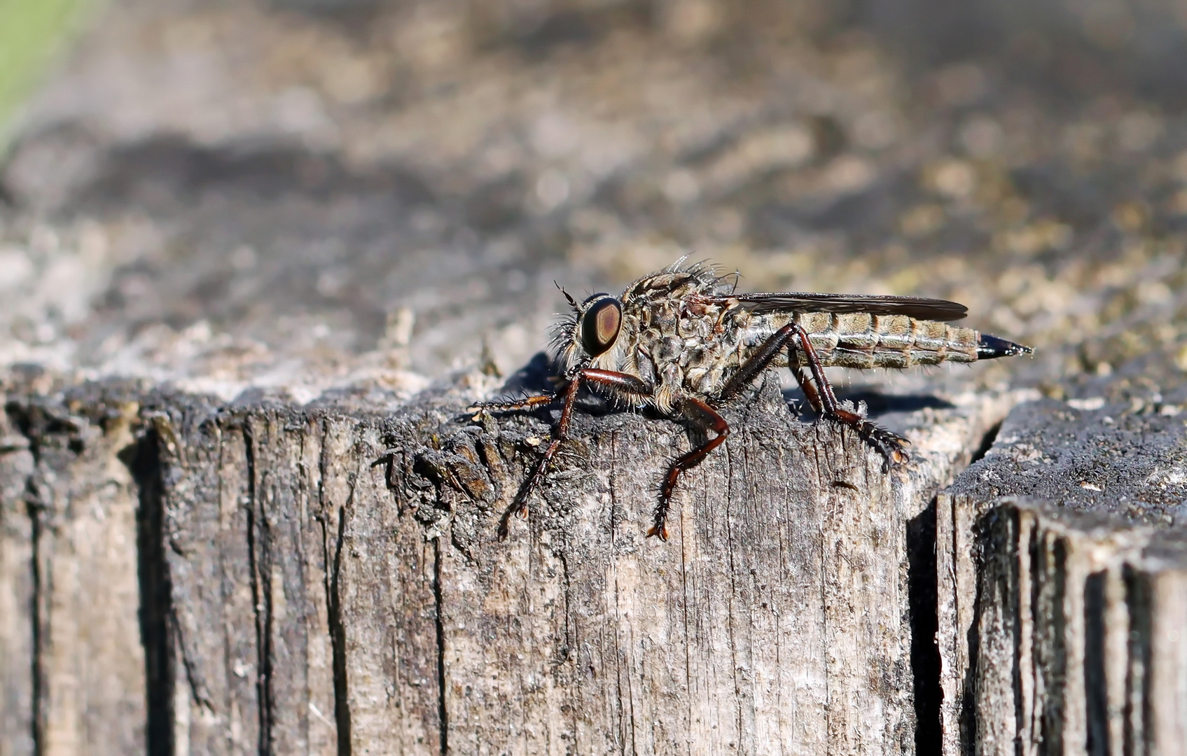 Gemeine Raubfliege,die Dame