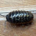 Gemeine Rollassel (Armadillidium vulgare)