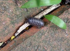 Gemeine Rollassel (Armadillidium vulgare) im heimischen Garten....