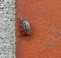 Gemeine Rollassel (Armadillidium vulgare) im heimischen Garten....