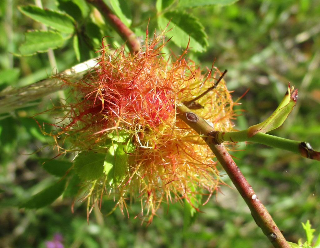 gemeine Rosengallwespe  