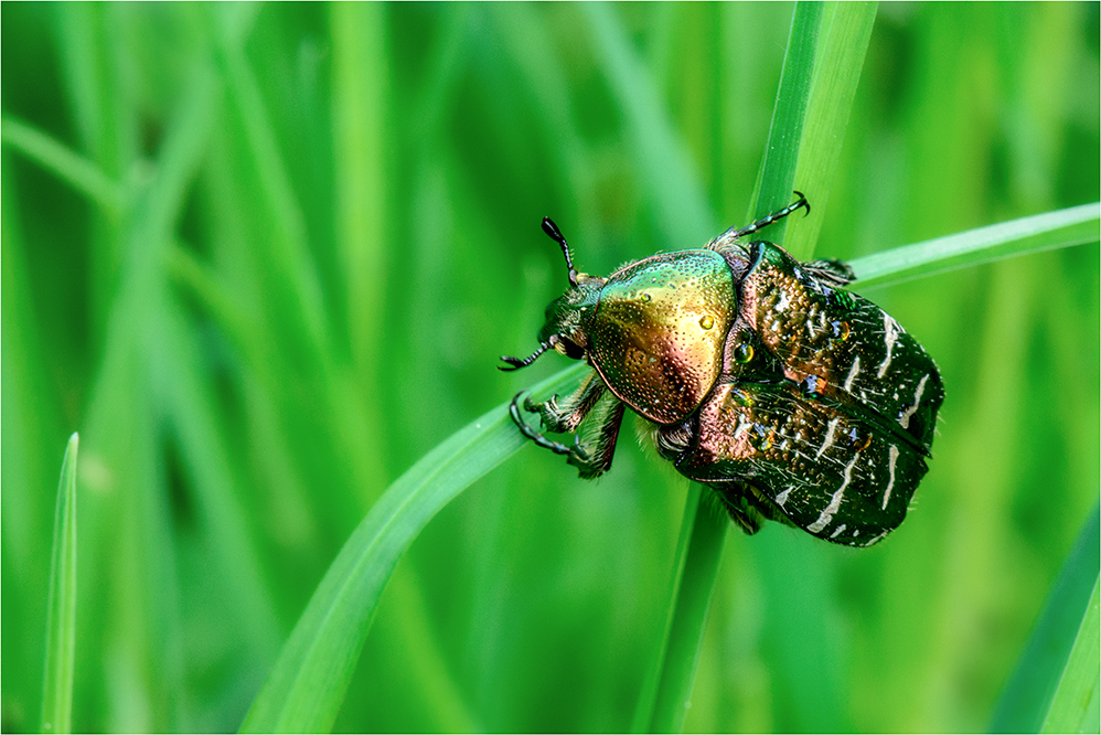 Gemeine Rosenkäfer (Cetonia aurata)