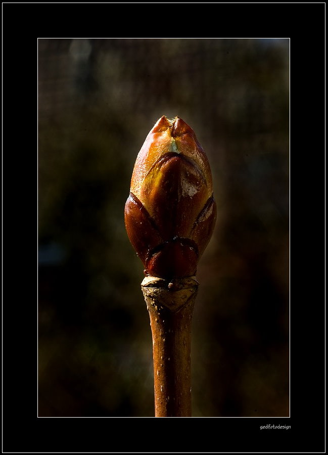 Gemeine Rosskastanie ( Aesculus hippocastanum ) - Das dritte Foto