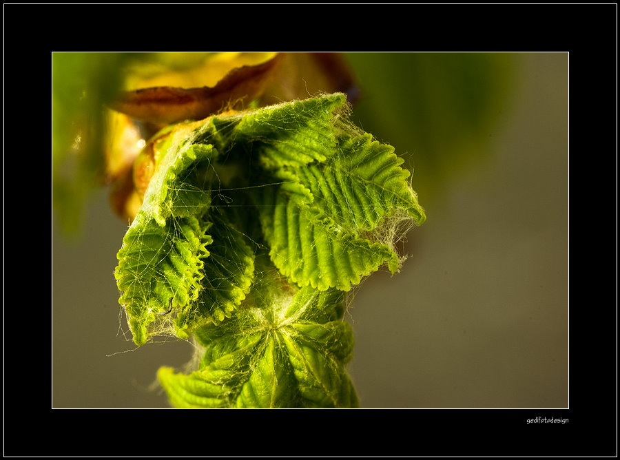 Gemeine Rosskastanie ( Aesculus hippocastanum ) - Das fünfte Foto