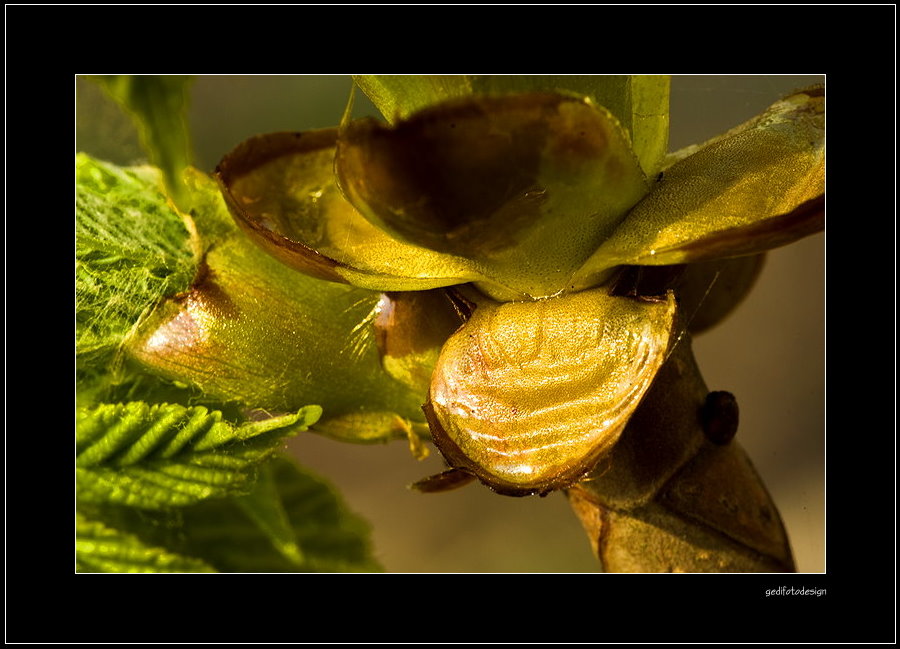 Gemeine Rosskastanie ( Aesculus hippocastanum ) - Das vierte Foto