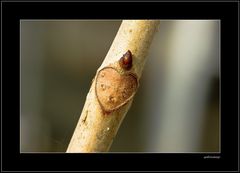 Gemeine Rosskastanie ( Aesculus hippocastanum ) - Das zweite Foto