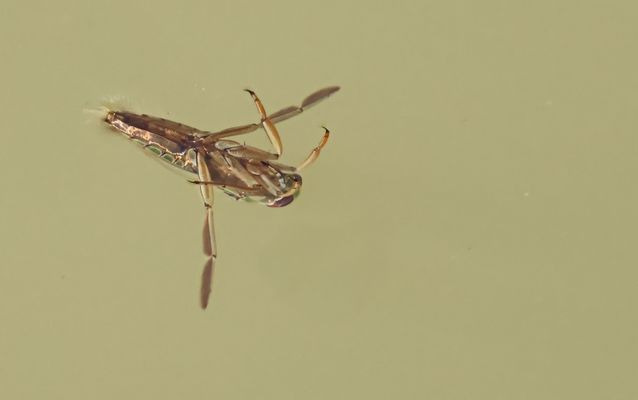 Gemeine Rückenschwimmer (Notonecta glauca)