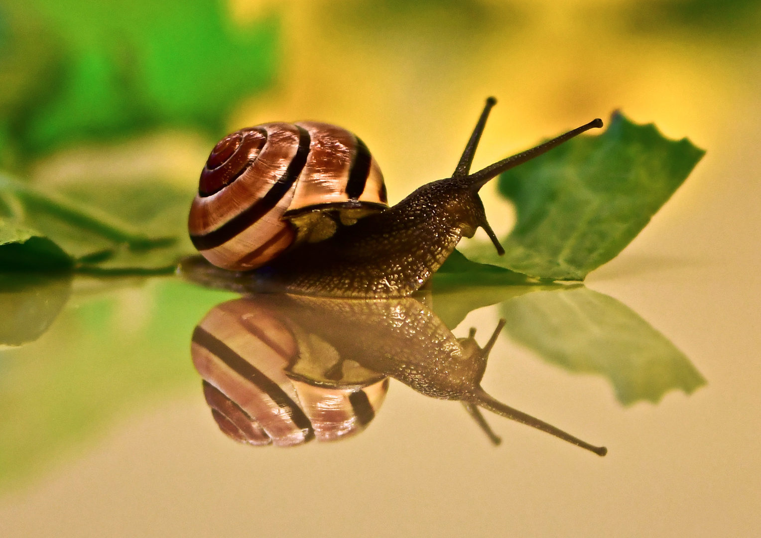 Gemeine Salatschnecke 2