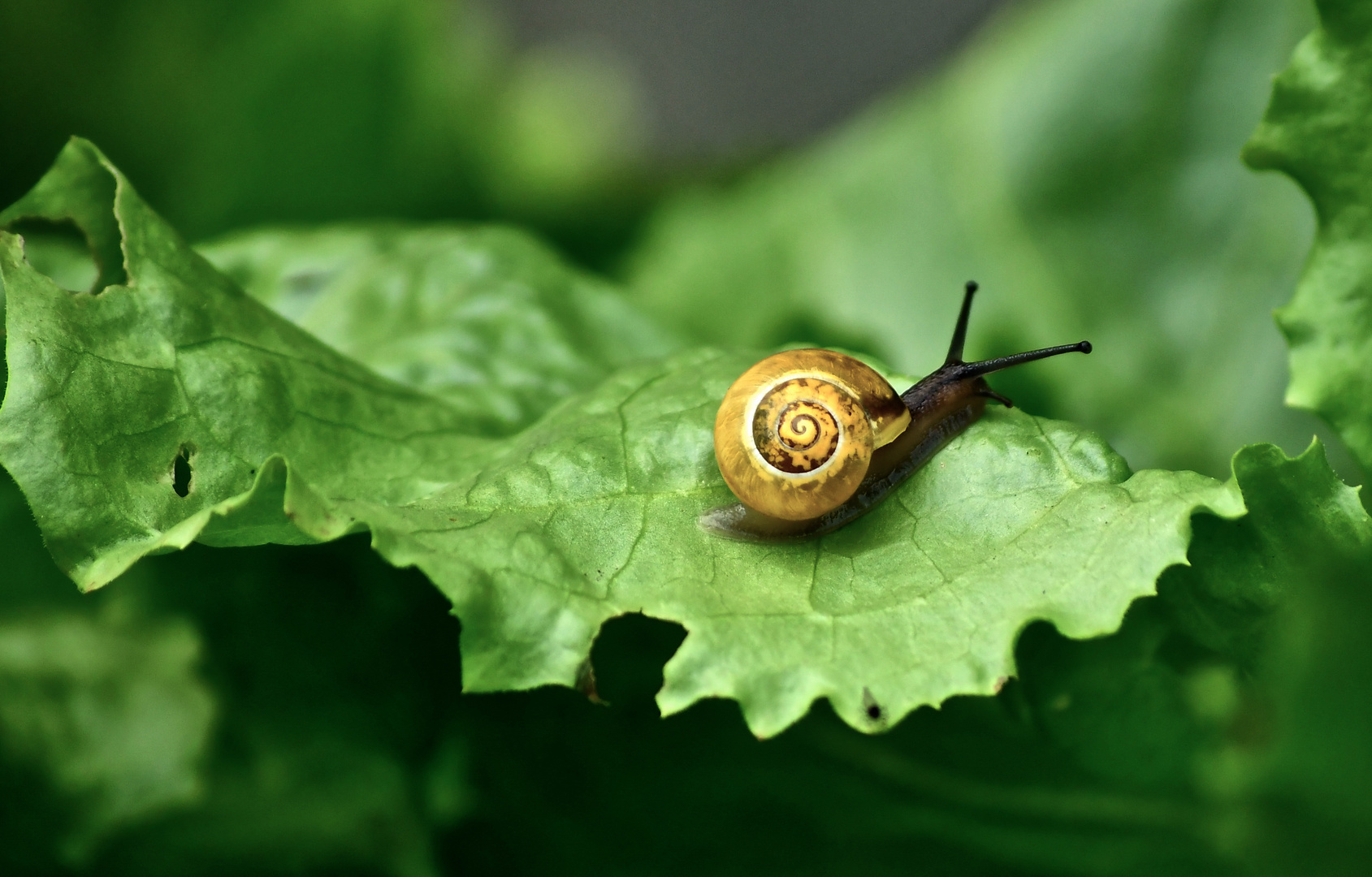 Gemeine Salatschnecke