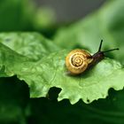 Gemeine Salatschnecke