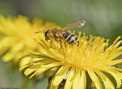  Gemeine Sandbiene