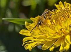  Gemeine Sandbiene