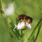 Gemeine Sandbiene