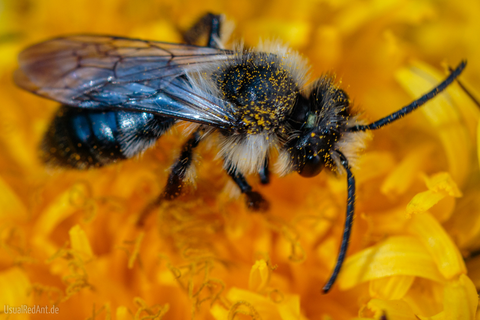 Gemeine Sandbiene (Andrena flavipes)