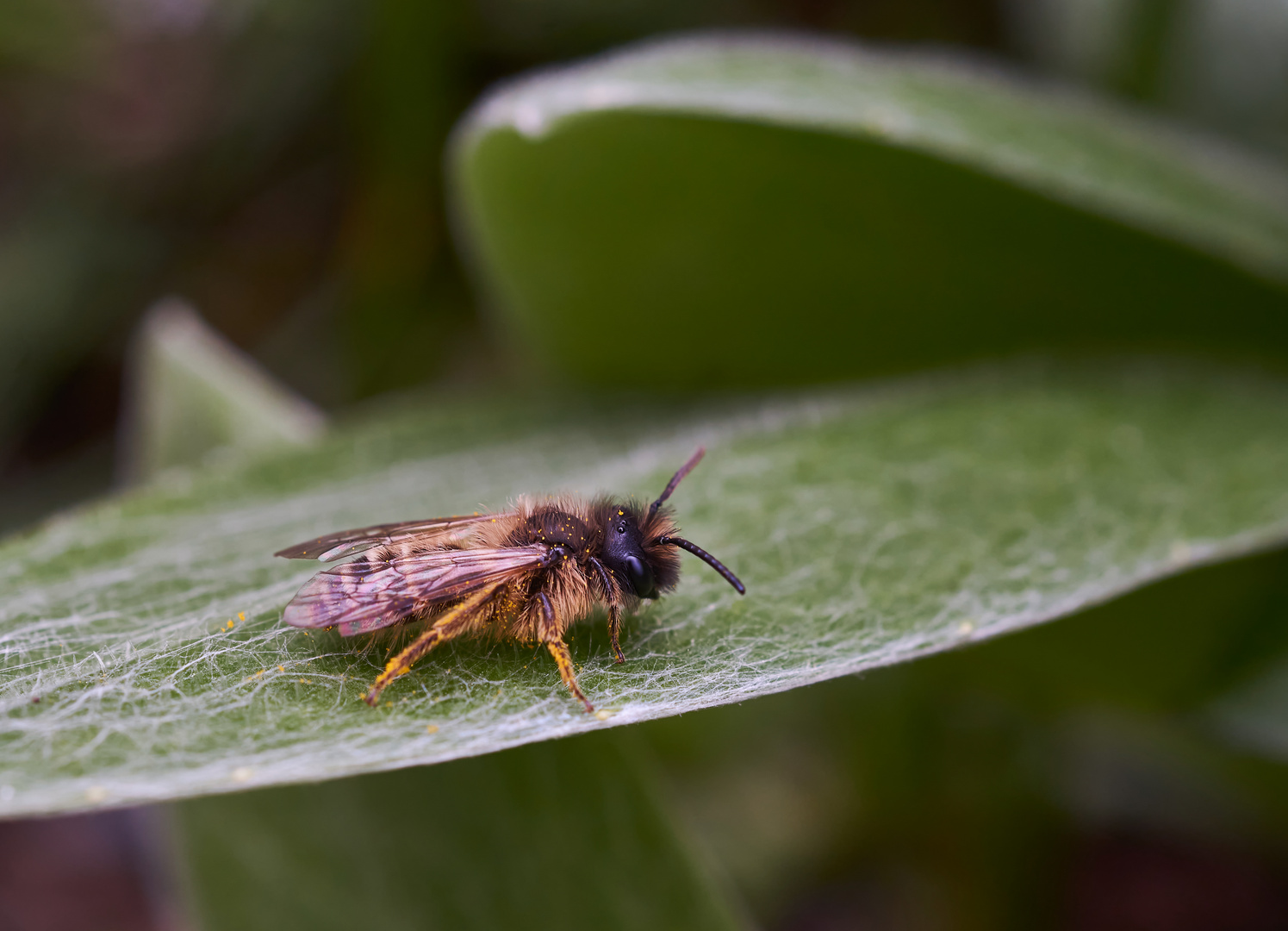 Gemeine Sandbiene (Andrena flavipes)