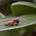 Gemeine Sandbiene (Andrena flavipes)