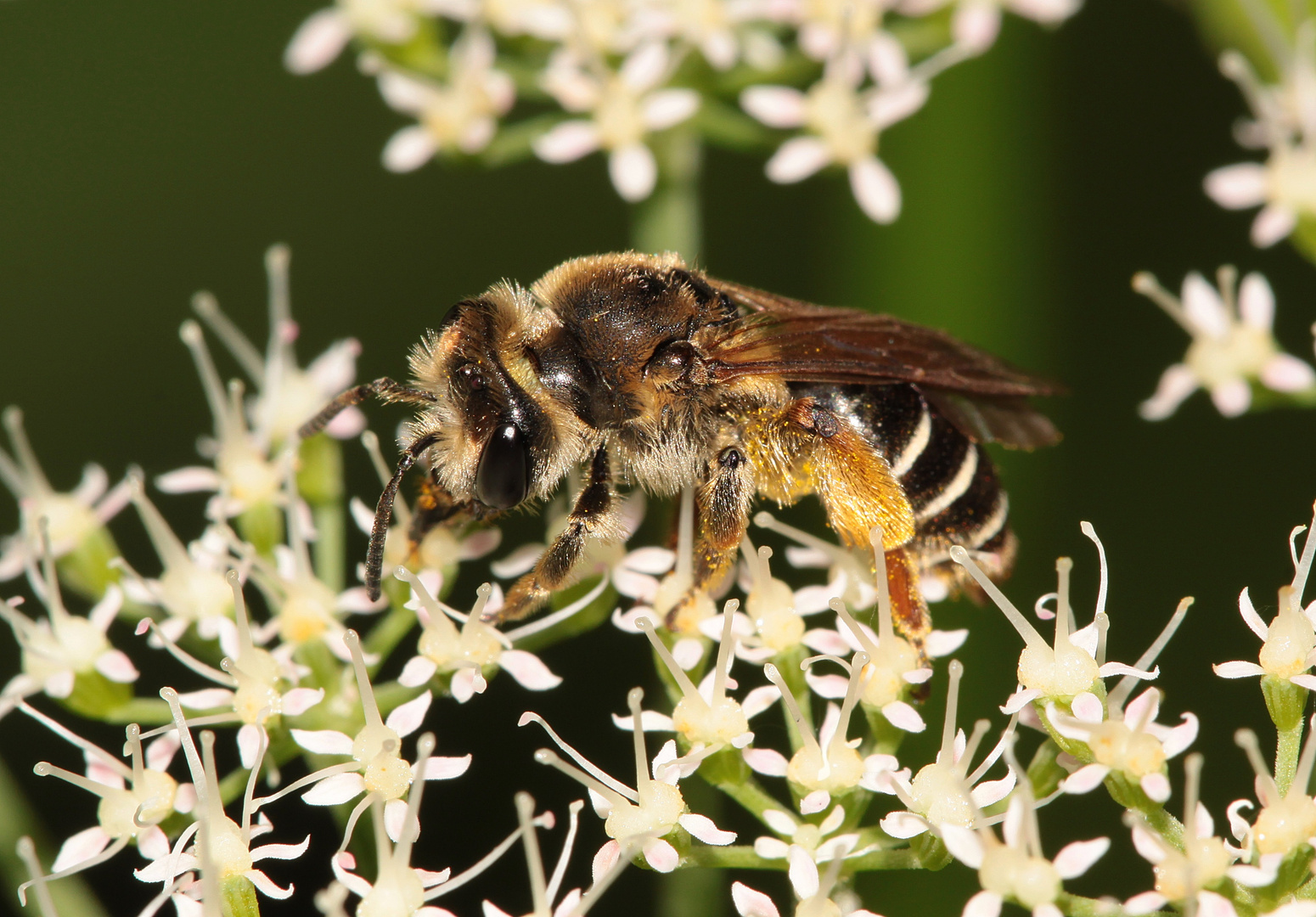 Gemeine Sandbiene (Andrena flavipes) - Weibchen