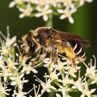 Gemeine Sandbiene (Andrena flavipes) - Weibchen