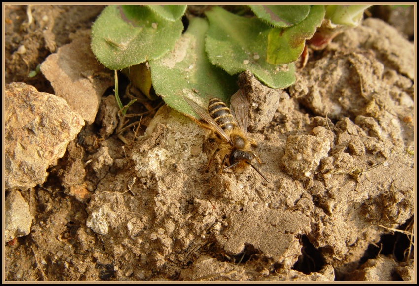 Gemeine Sandbiene