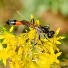 Gemeine Sandwespe (Ammophila sabulosa)