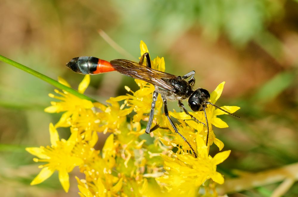 Gemeine Sandwespe (Ammophila sabulosa)