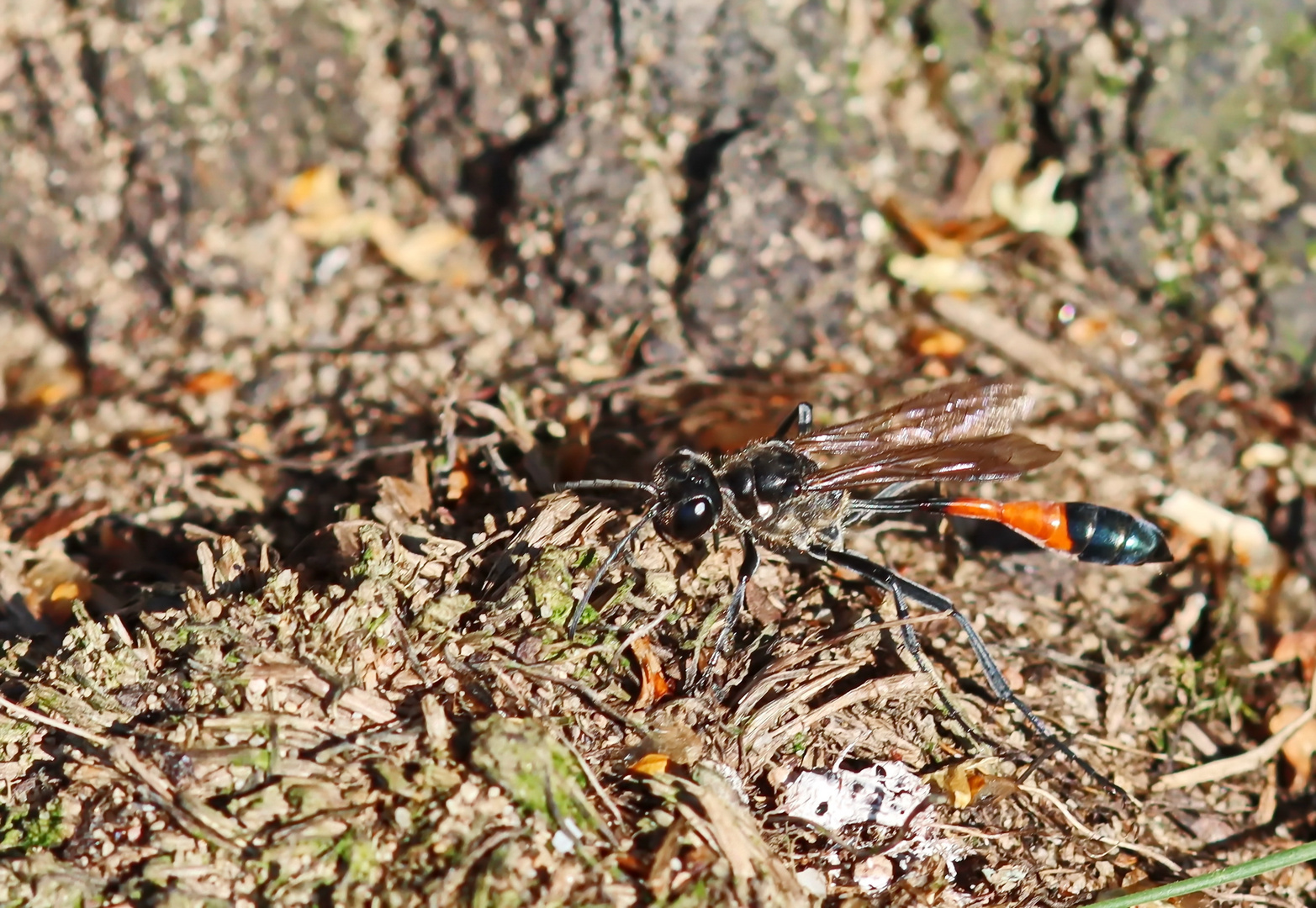 Gemeine Sandwespe -Ammophila sabulosa