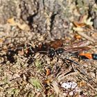 Gemeine Sandwespe -Ammophila sabulosa