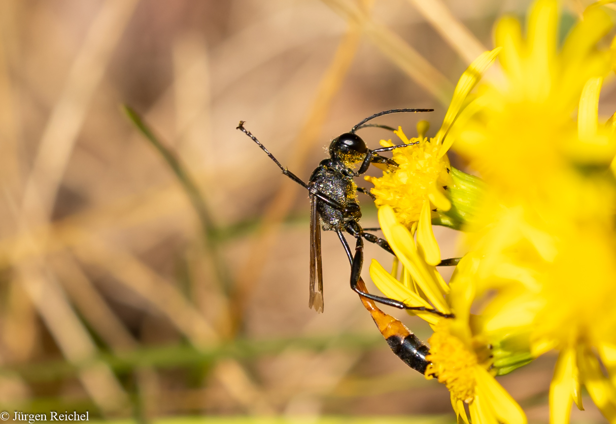 Gemeine Sandwespe ( Ammophila sabulosa ) 