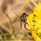 Gemeine Sandwespe ( Ammophila sabulosa ) 