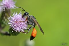 Gemeine Sandwespe (Ammophila sabulosa)