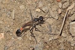 Gemeine Sandwespe (Ammophila sabulosa) 